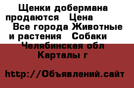 Щенки добермана  продаются › Цена ­ 45 000 - Все города Животные и растения » Собаки   . Челябинская обл.,Карталы г.